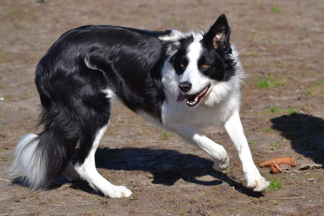 Arbeit mit Hunden